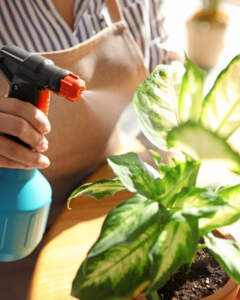 Misting plant