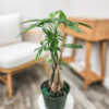 Money Tree Braided