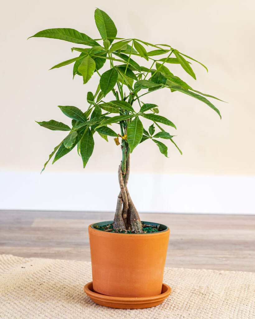 Money Tree