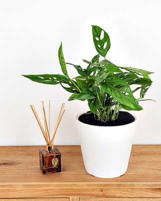 Monstera Adansonii