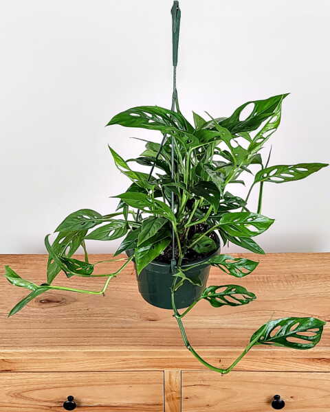 Medium, Hanging Basket Medium, Hanging Basket