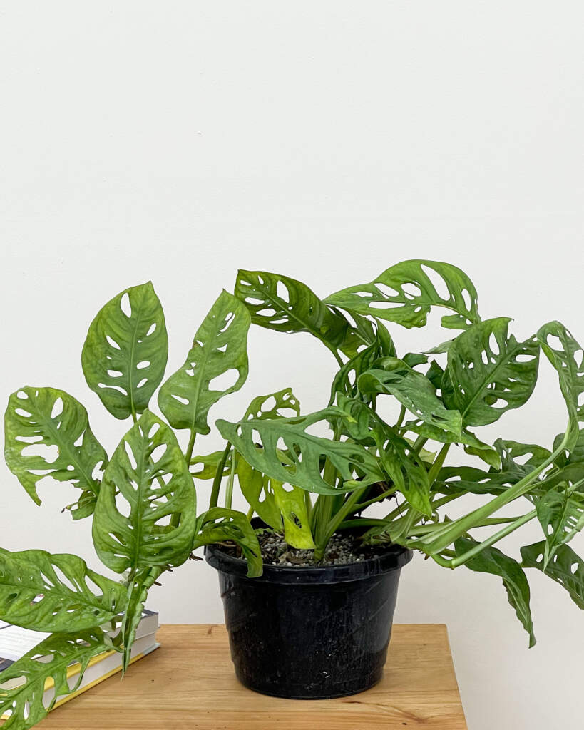 Monstera adansonii