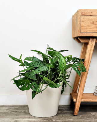 Monstera Adansonii