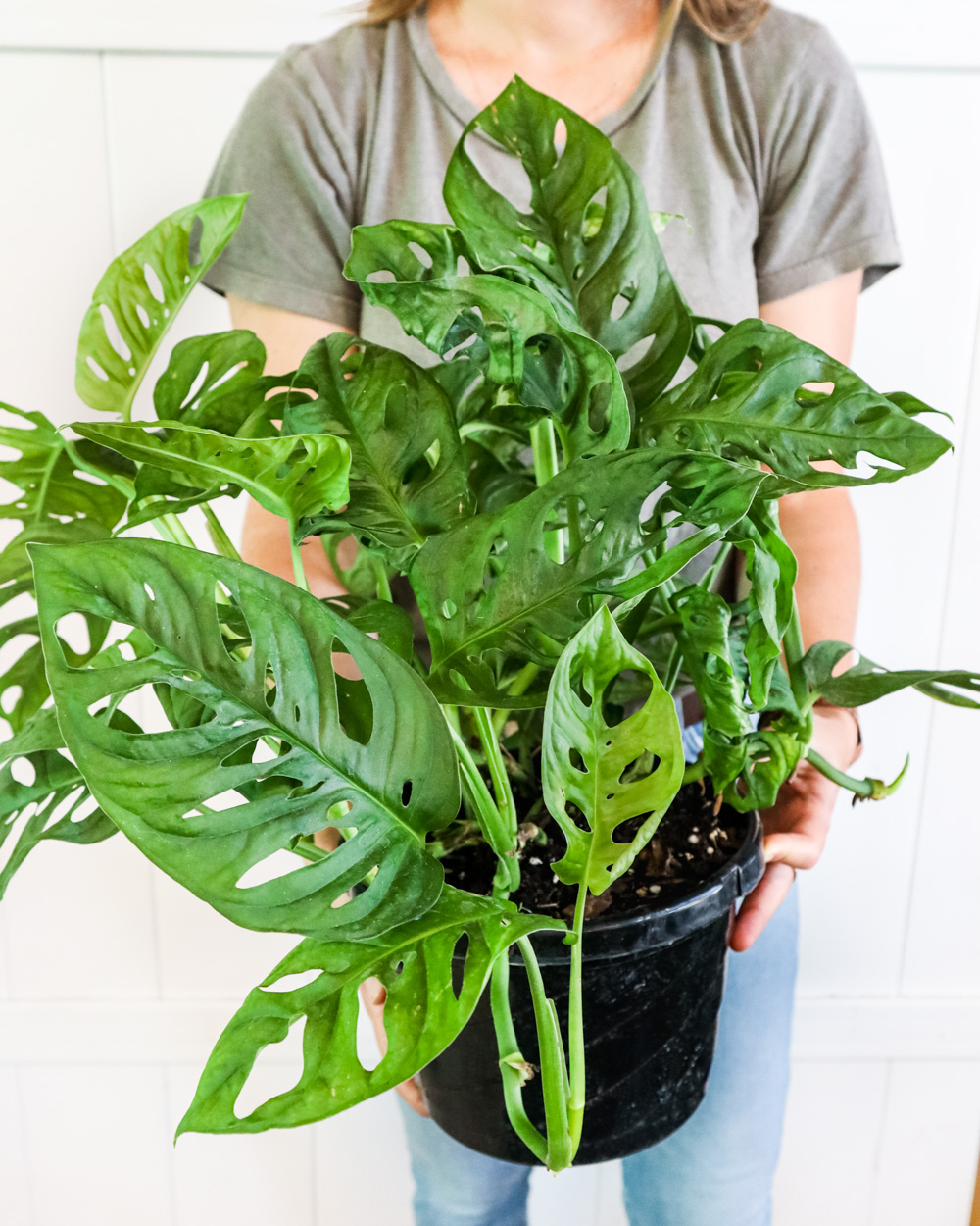 Buy Monstera adansonii Monstera Plant Swiss cheese Buy Monstera adansonii Monstera Plant Swiss cheese