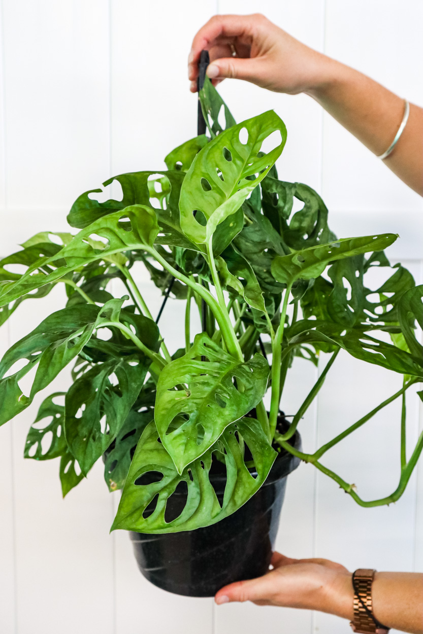 Buy Monstera adansonii, Monstera Plant, Swiss cheese Philodendron