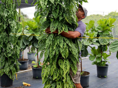 monstera adansonii totem
