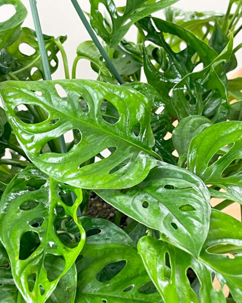 Foliage Foliage