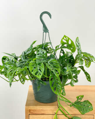 monstera adansonii