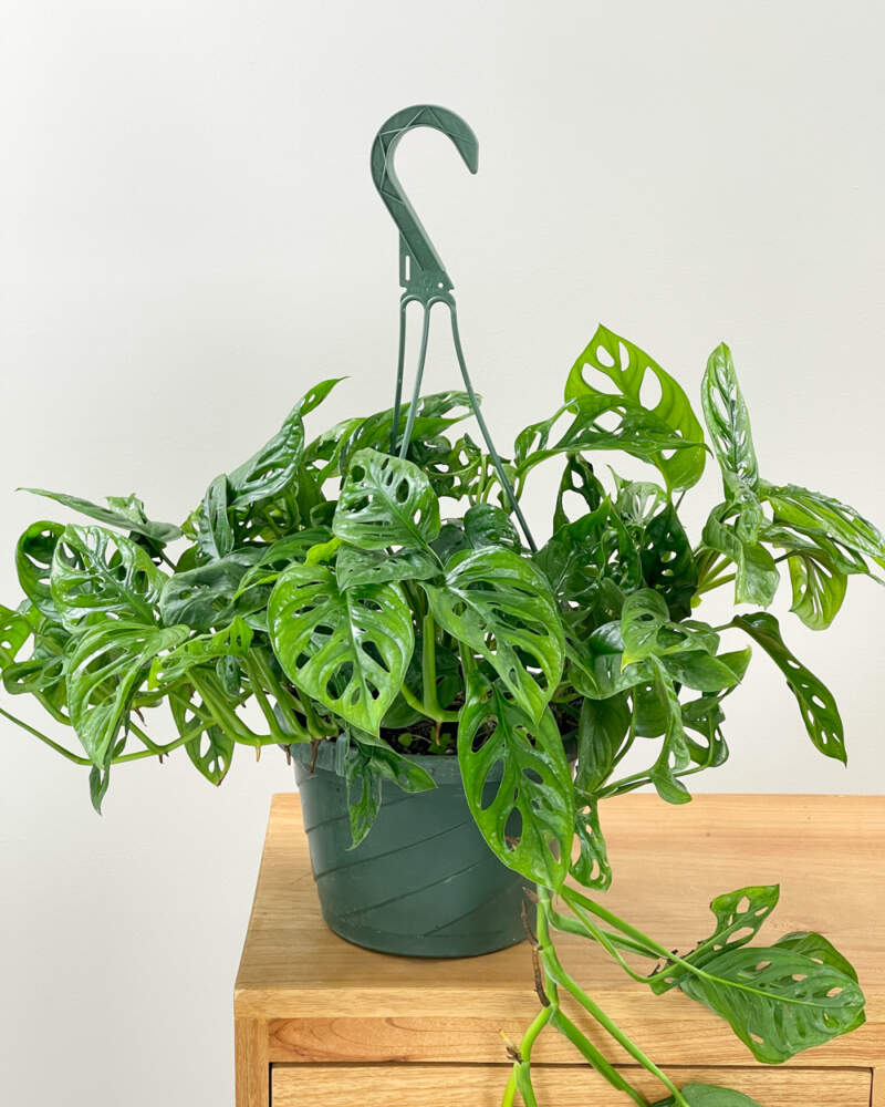 Swiss Cheese Plant (Monstera adansonii) - Swiss Cheese Plant for Sale