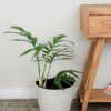 Monstera Decursiva
