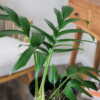 Monstera Decursiva
