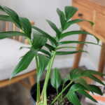 Monstera Decursiva