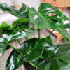 Monstera Deliciosa