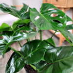 Monstera Deliciosa