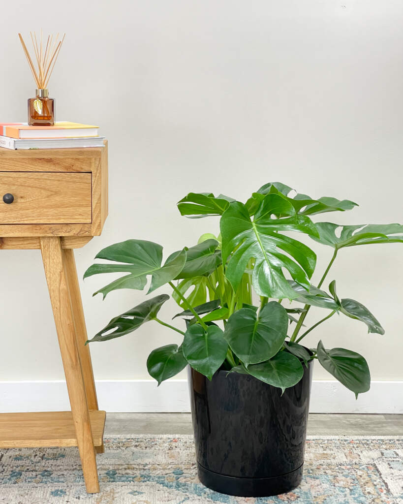 Buy Monstera Deliciosa, Swiss Cheese Plant For Sale Online