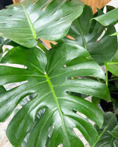 Monstera Deliciosa(2) monstera deliciosa