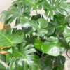 monstera deliciosa