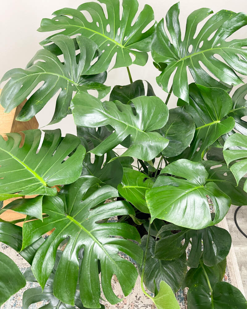 Acheter Monstera Deliciosa Swiss Cheese Plant XL (Plante-gruyère