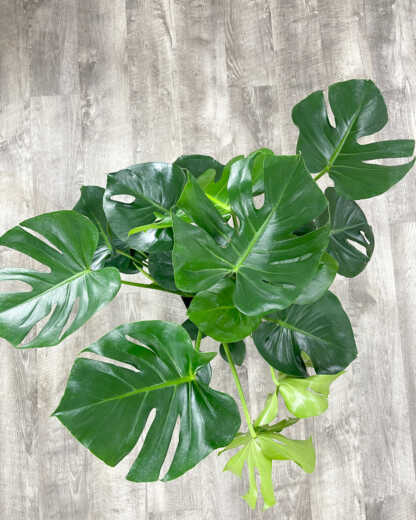monstera deliciosa