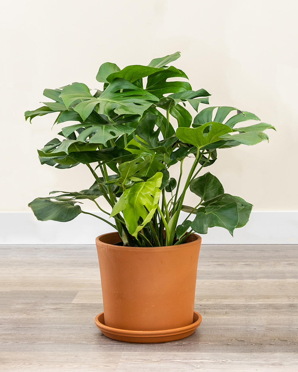 Buy Monstera deliciosa, Swiss Cheese Plant Free Shipping over 100