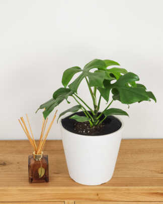 Monstera Ginny