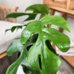 Monstera Ginny