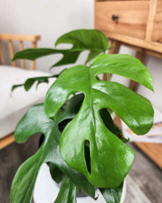 Monstera Ginny
