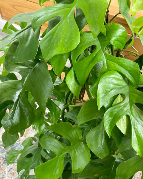 Foliage Foliage