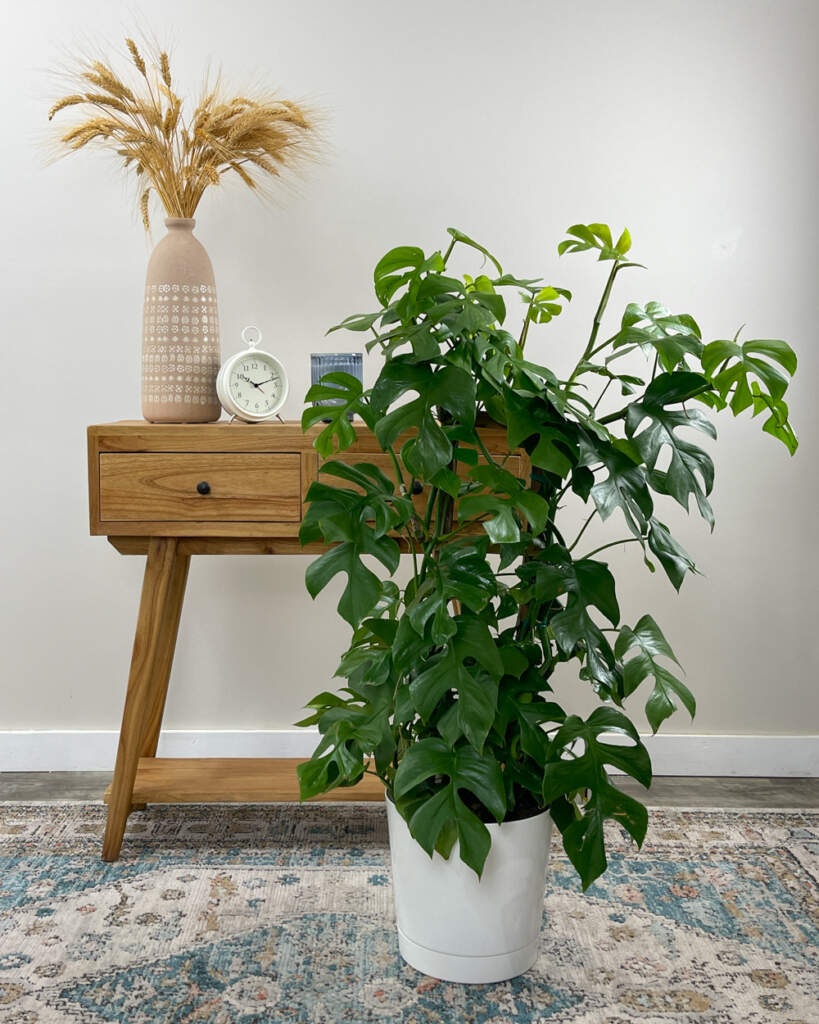 Monstera 'Ginny'