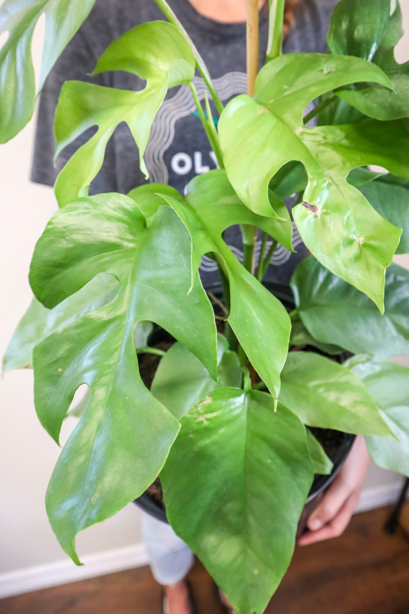 Buy Rhaphidophora tetrasperma, Monstera 'Ginny' | Free Shipping over $100
