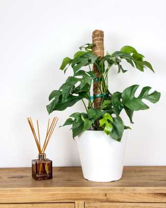 Monstera 'Ginny' - Medium, Totem