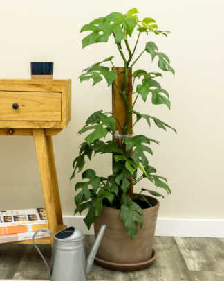 monstera ginny totem