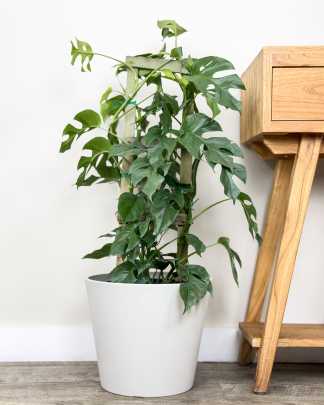 Large, Trellis