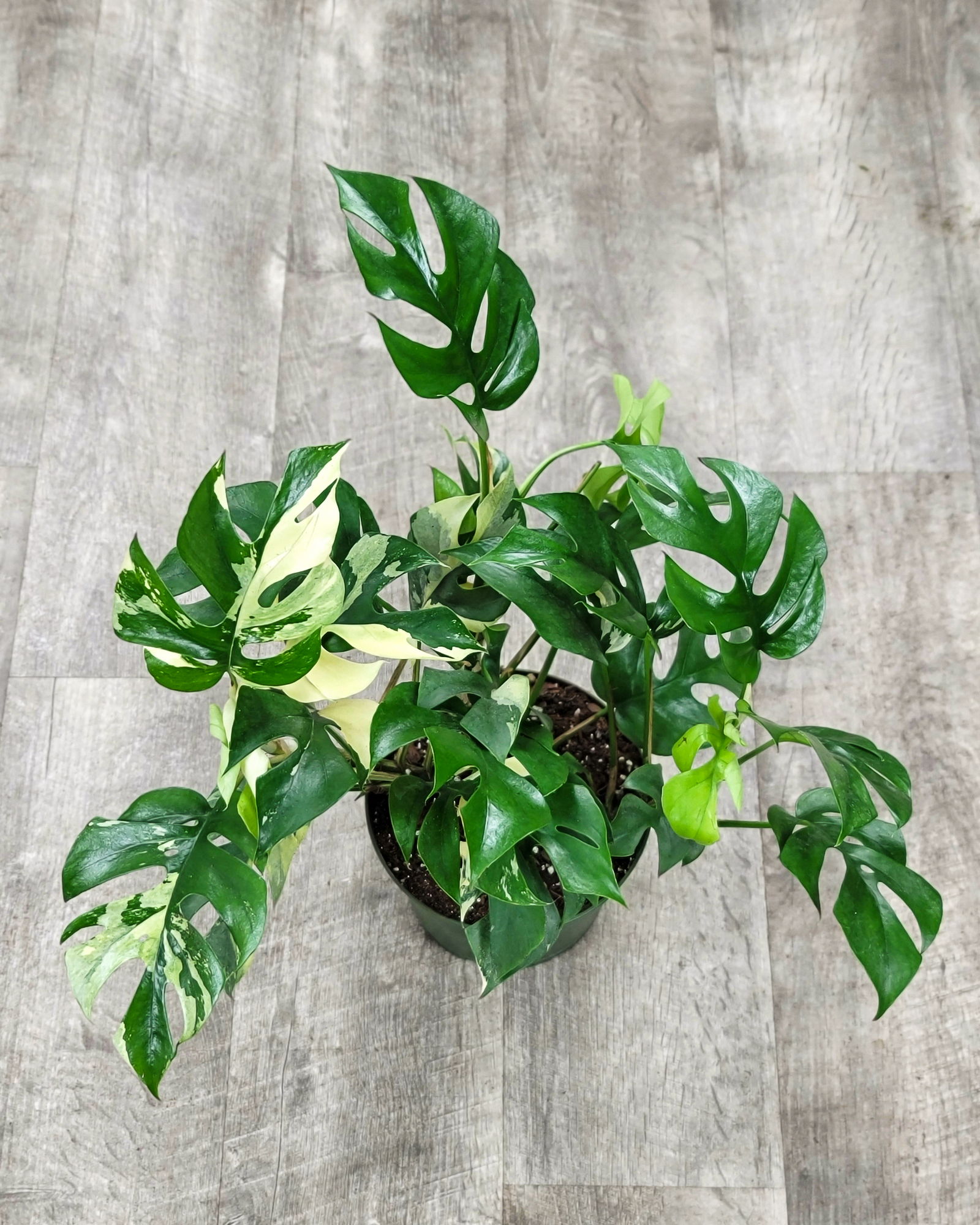 Monstera Vari Monstera Varieties | PlantVine