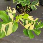 Variegated Monstera Ginny