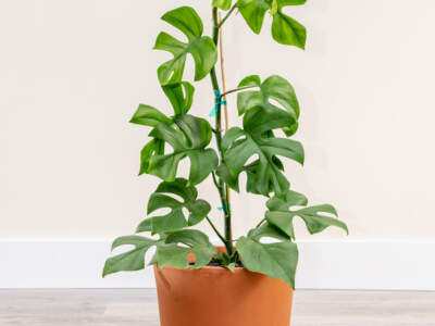 monstera jinny