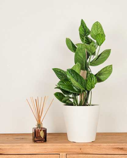 malay gold philodendron ‘Golden Goddess’ Philodendron 6