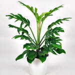 Monstera Pinnatipartita