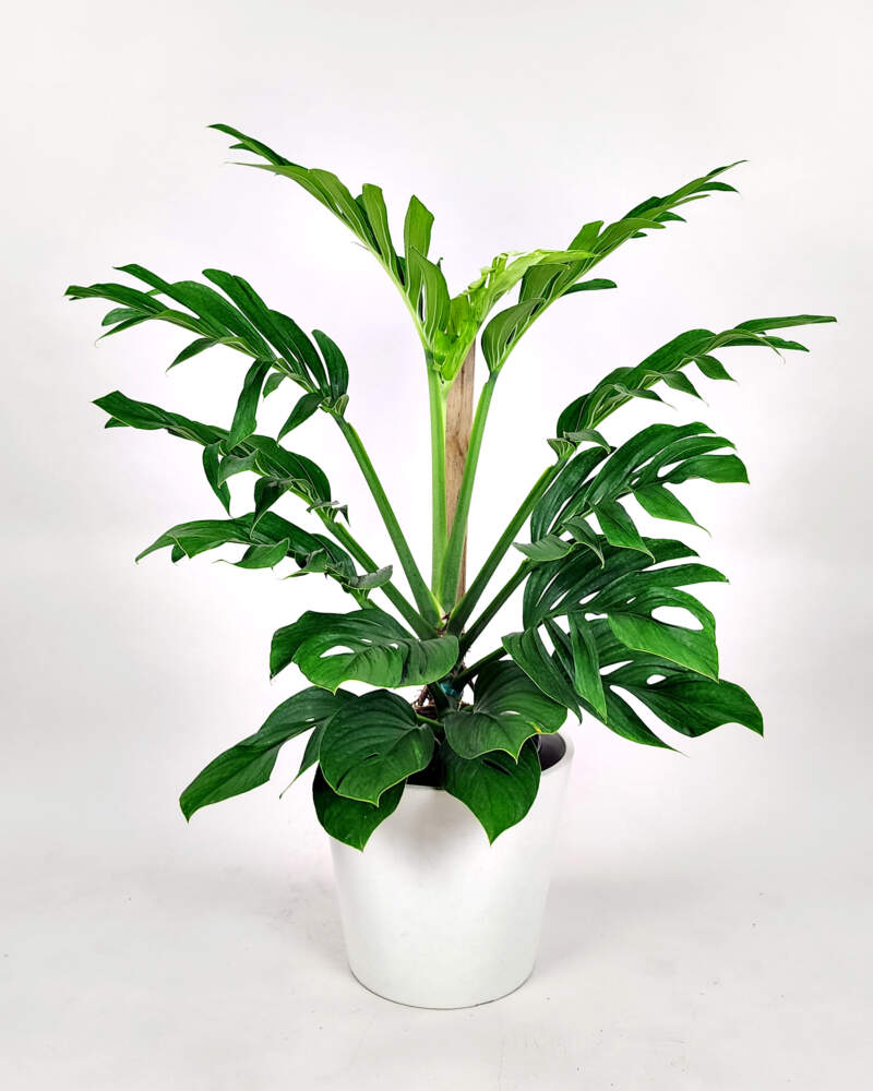 Distinctly Home Plante monstera artificielle