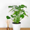 Monstera deliciosa