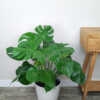 Monstera deliciosa
