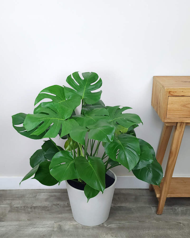 Thai Constellation Monstera - Live Plant in a 4 Inch Nursery Pot - Monstera  deliciosa 'Thai Constellation' - Extremely Rare Indoor Houseplant