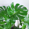 Monstera deliciosa