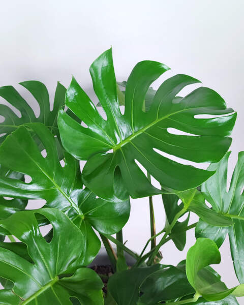 Foliage