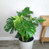 Monstera deliciosa
