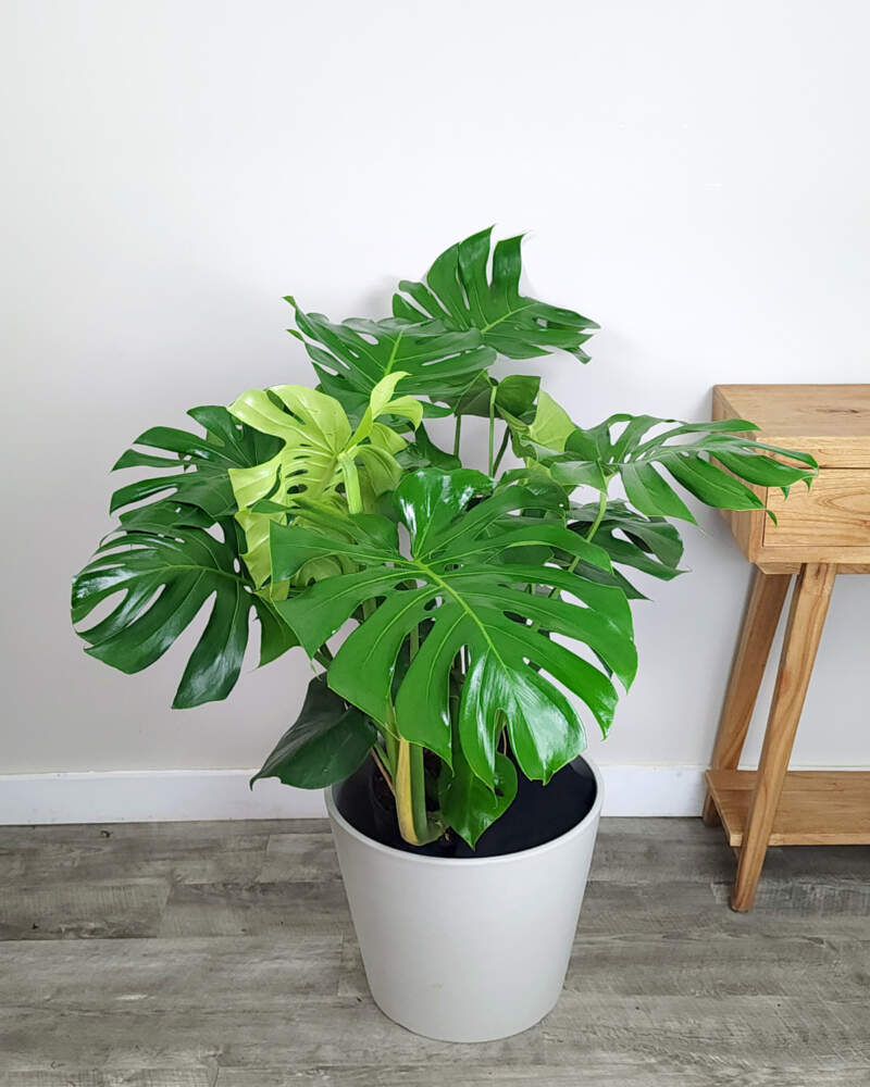 Thai Constellation Monstera - Live Plant in a 4 Inch Nursery Pot - Monstera  deliciosa 'Thai Constellation' - Extremely Rare Indoor Houseplant