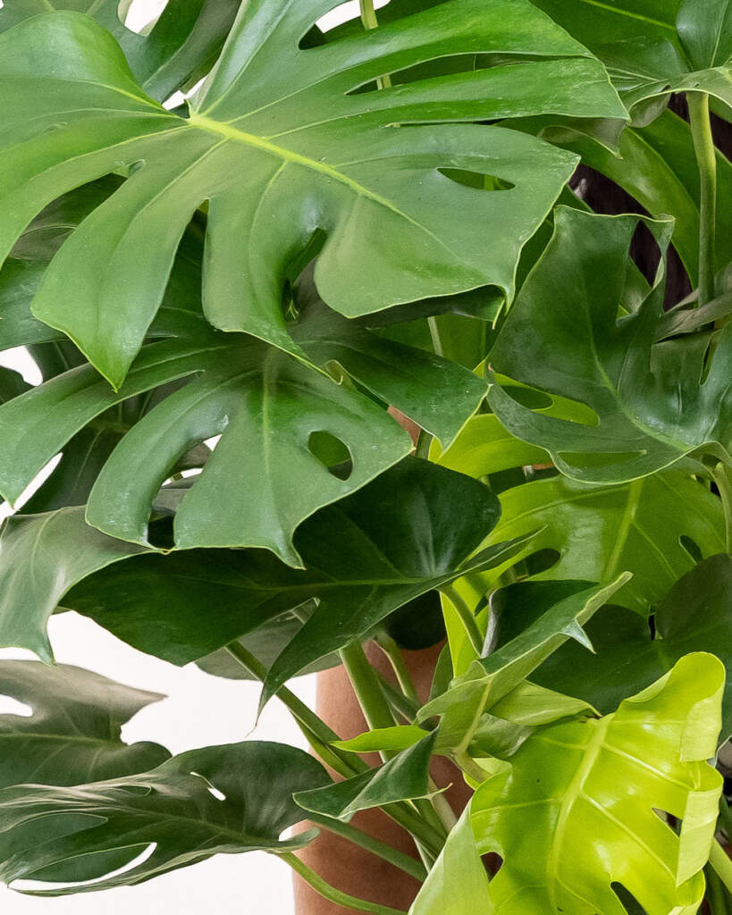 Leaves
