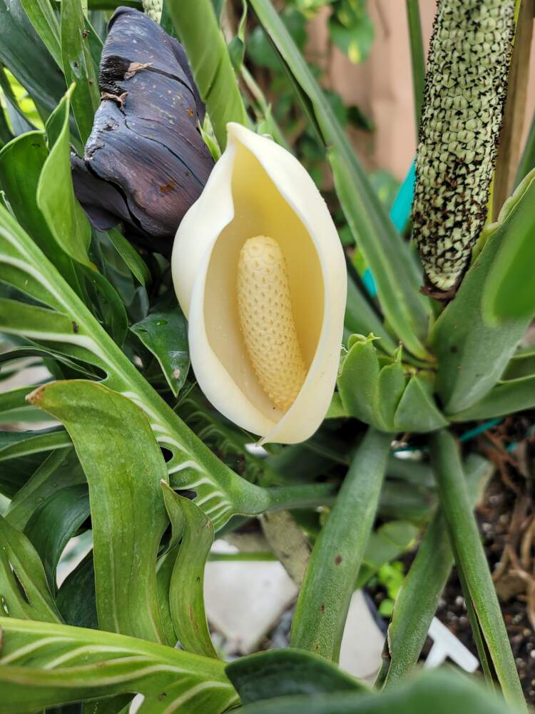 The Plant Farm Monstera Pinnatipartita, 4” Plant