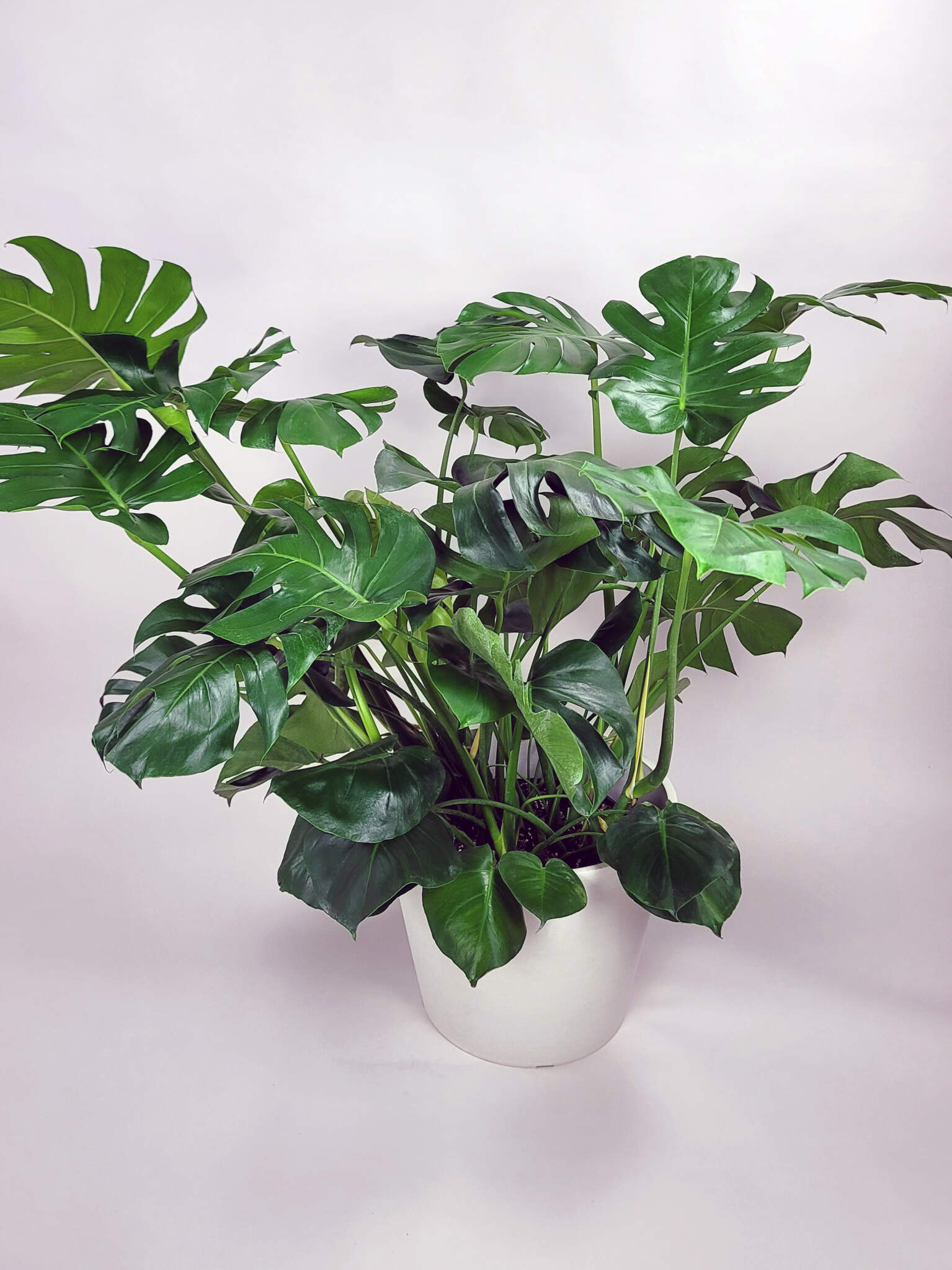 Buy Monstera Deliciosa, Swiss Cheese Plant For Sale Online