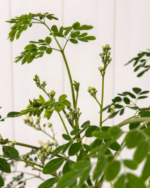 Foliage